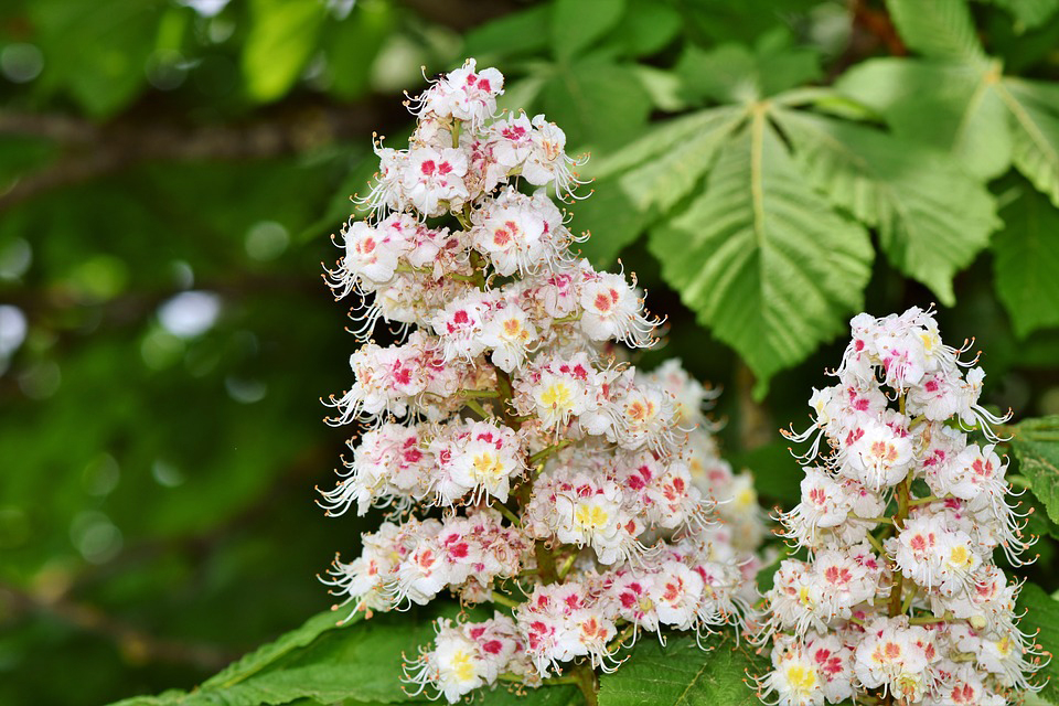 Aprofundint en White Chestnut - Sedibac