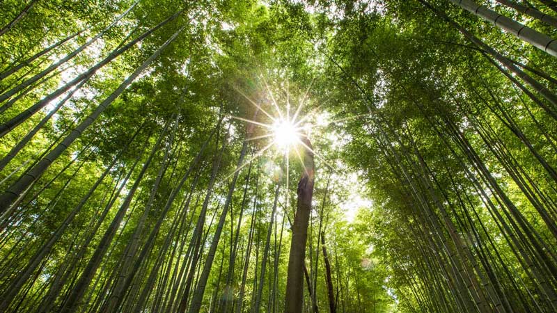 Bosque-de-Bambú-Arashiyama