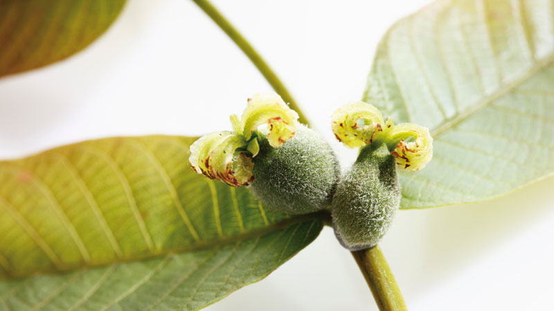 flor-de-bach-walnut