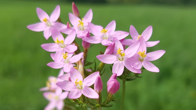 Ramillete de la flor de Bach centaury