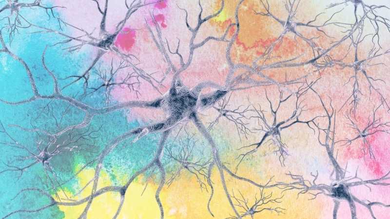 Neuronas y colores, sinapsis, plasticidad