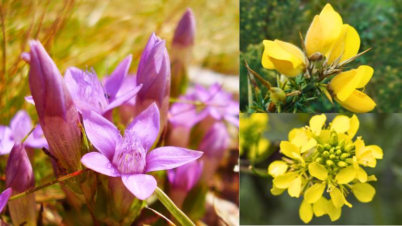 Flores de Bach, Gorse, gentian y mustad