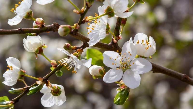 Flor de Bach