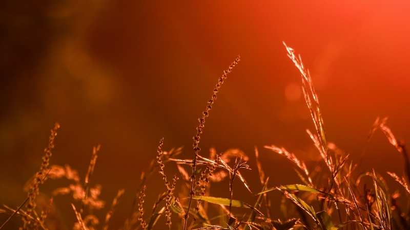 Miércoles Activos. Actividad semanal de SEDIBAC. El verano y las Flores de Bach