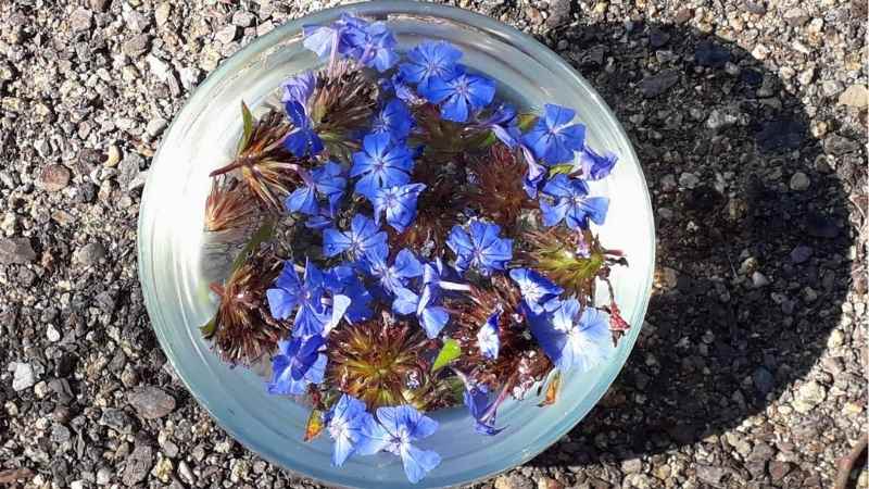 flor de bach centaury