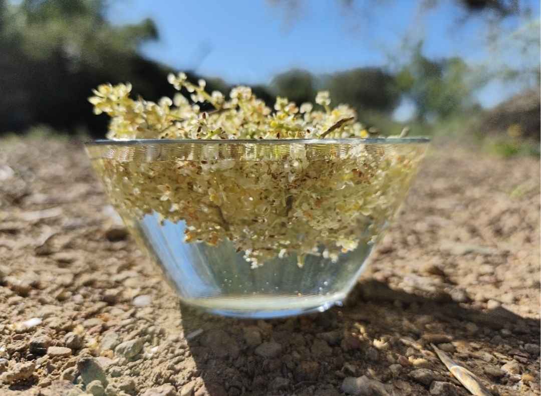 SEDIBAC Miércoles Activos. Elaboración olive