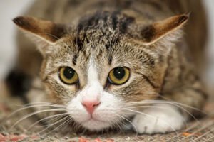 Curso: el miedo en personas y animales