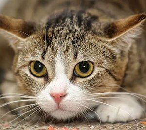 Curso: el miedo en personas y animales