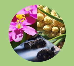Curso: las Trilogías Florales