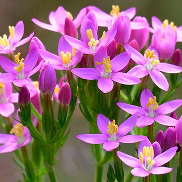 las 38 flores de bach