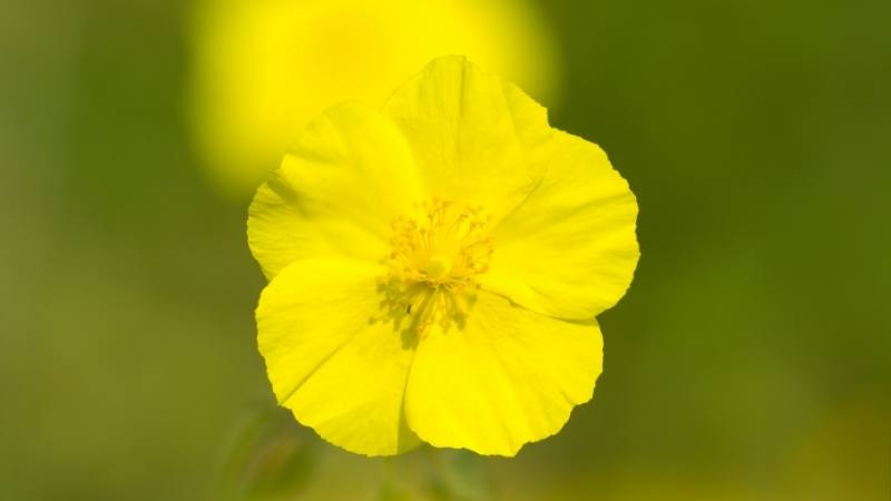 SEDIBAC miercoles activos, profundizando en rock rose. Esencias florales. Flores de Bach