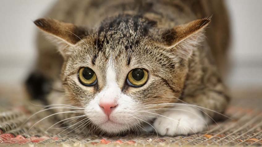 Lee más sobre el artículo PIROTECNIA Y MASCOTAS